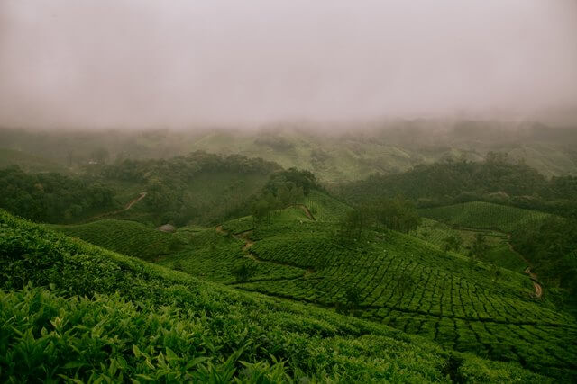 munnar-the-best-hill-station-india