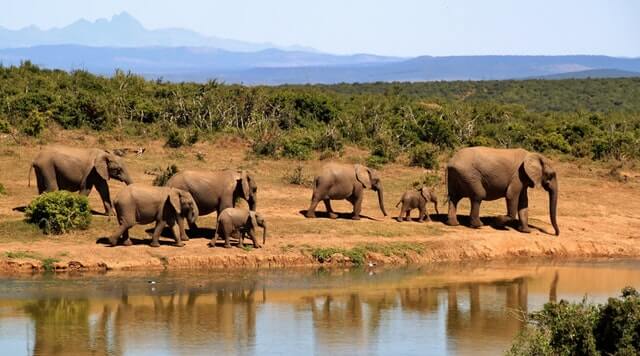thekkady-the-most-popular-wildlife-sanctuary