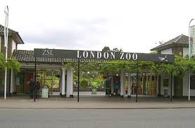 the-london-zoo