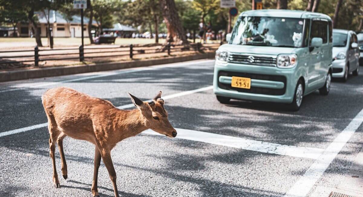 Safety Tips While Travel in Car