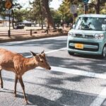 Safety Tips While Travel in Car